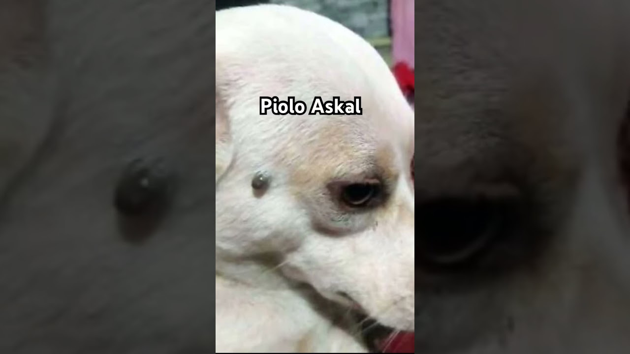 #pinoy #askal #dog