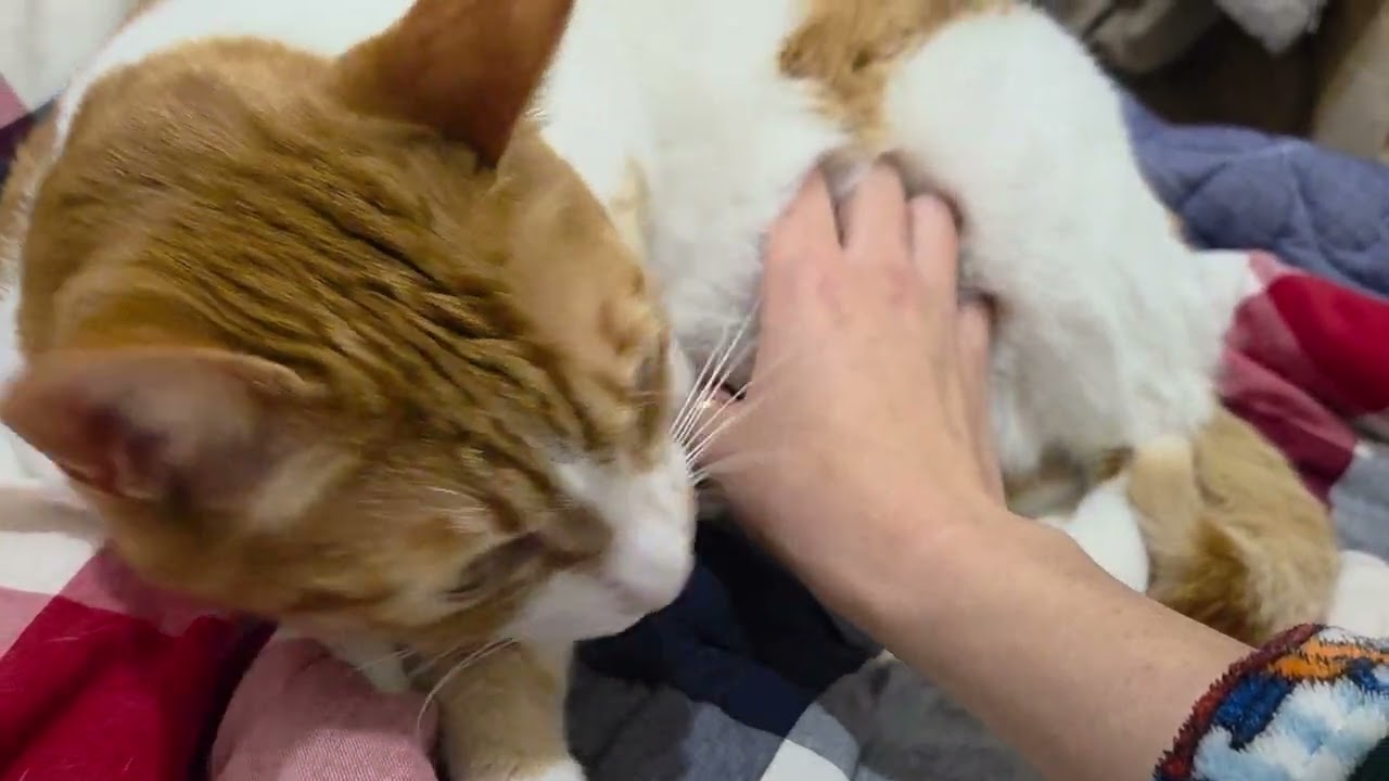 고양이 쓰다듬는 영상 2