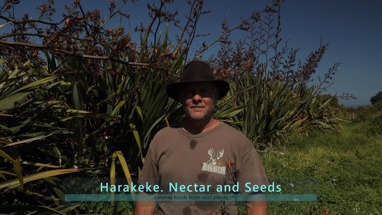 HARAKEKE. NECTAR AND SEEDS/SURVIVAL FOOD FROM WILD PLANTS