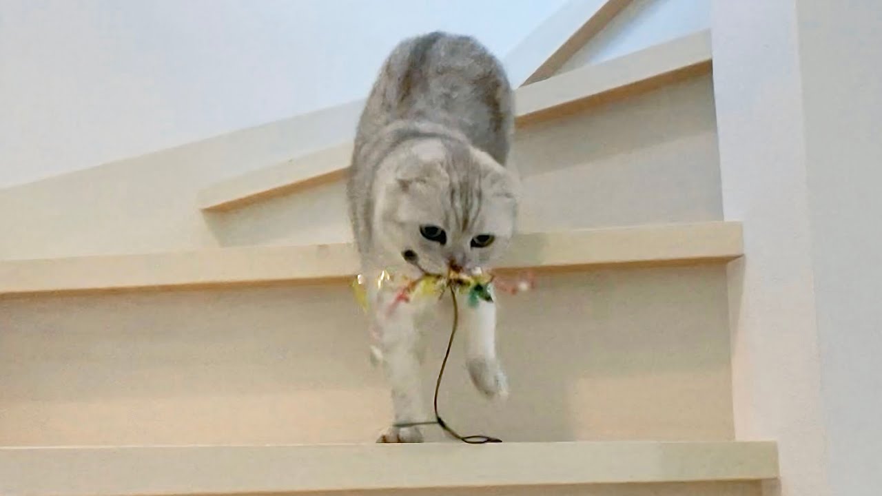 寂しがり屋な猫のお留守番を隠し撮りしてみたら…