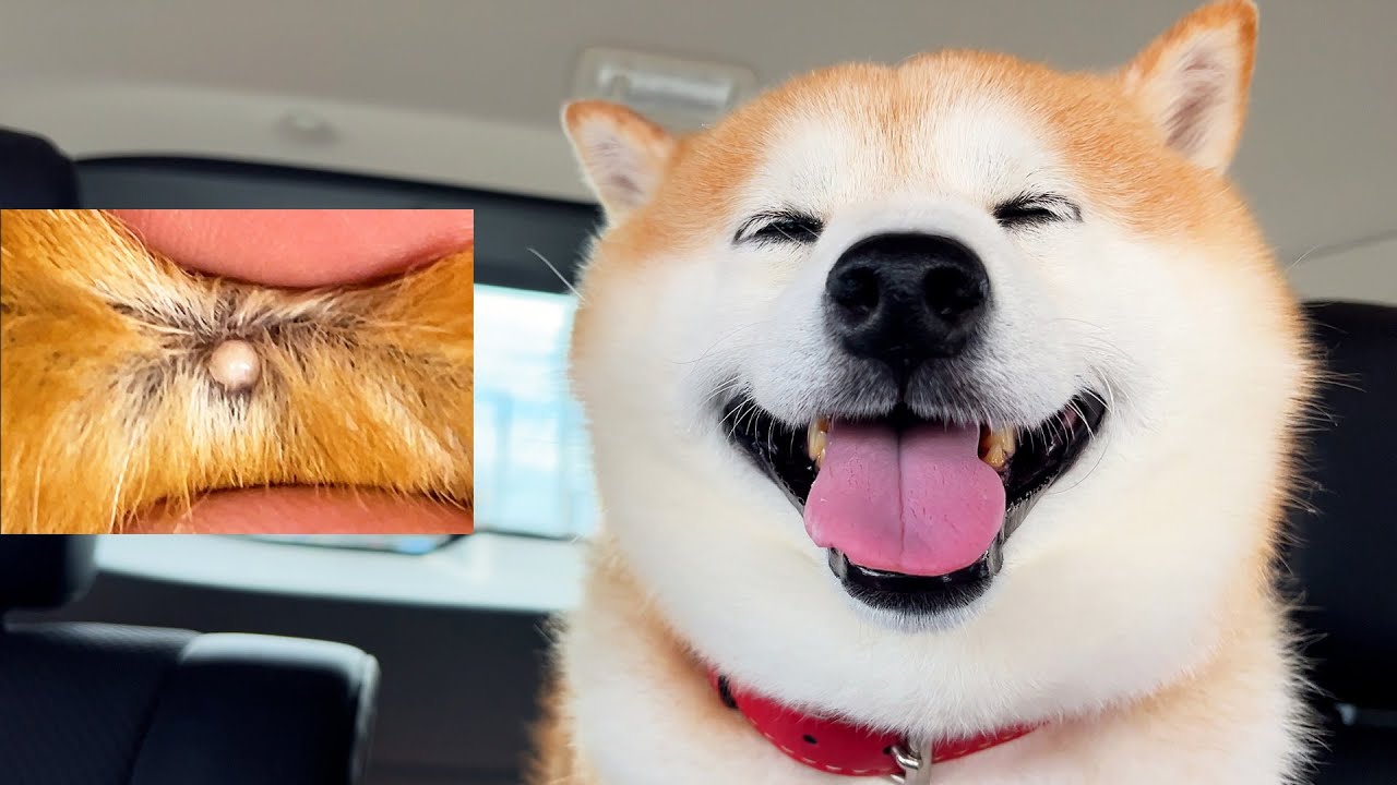 Shibe has a round white ball behind his ear, and goes to animal hospital. This is the result.