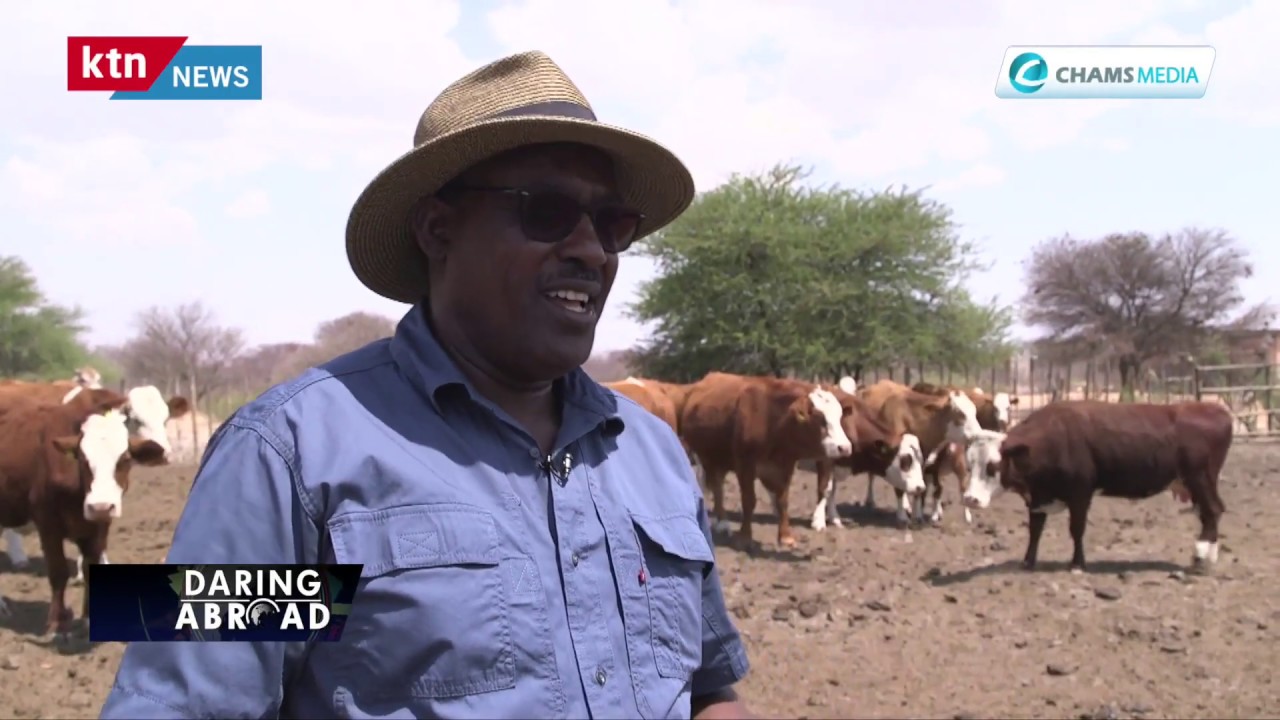 Why Kathurima is shining in beef farming in Botswana