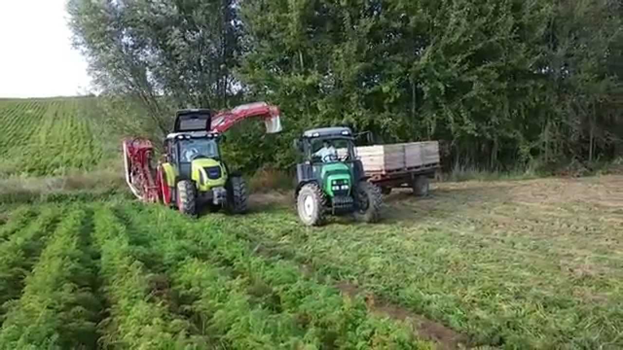 Kopanie marchwi Claas Axos 320 + Sator XXL + Deutz-Fahr agroplus 315 ecoline