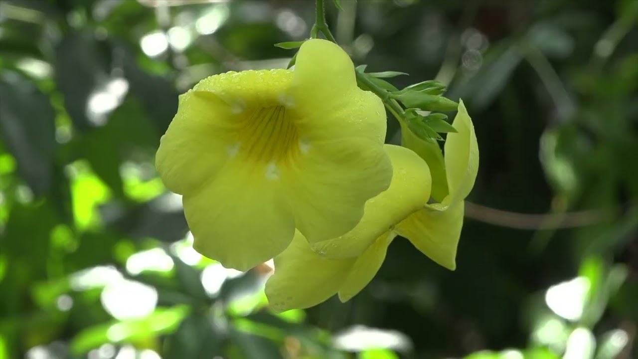 Les serres du jardin botanique de Berlin