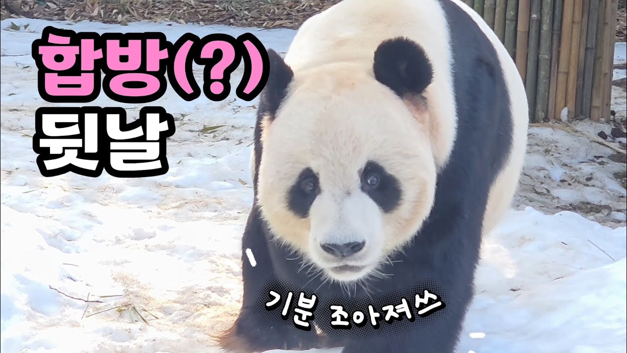 현장영상 🎦합방(?) 뒷날 러아부부 | 기대되는 전아시, 판다와쏭🎦 💕🐼러바오🐼아이바오💕 🗓20260205