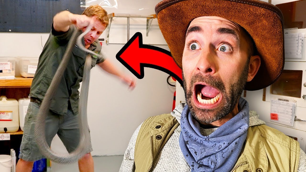 Wenn das Melken der Giftschlange SCHIEF L&Auml;UFT! Die gef&auml;hrlichsten Schlangen und das Gegengift