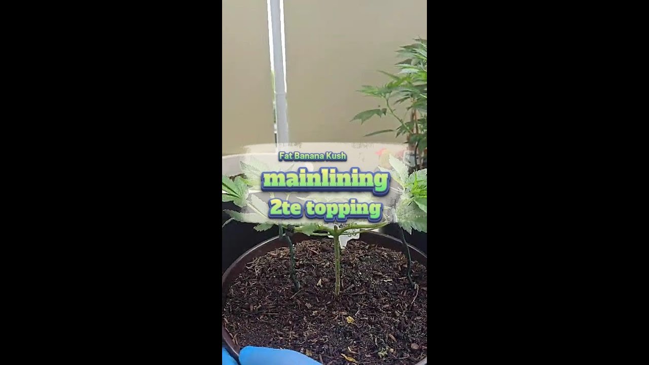 Fat Banana Kush - Mainlining Teil 2 #420 #cannabiseducation #grow #outdoorgrow @Gr&uuml;nesTagebuch