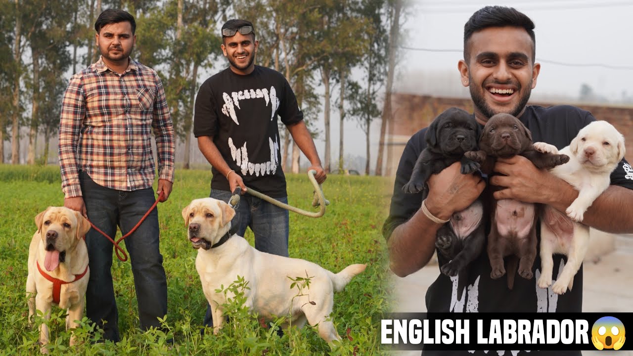 Biggest English Labrador Farm in India🇮🇳😱