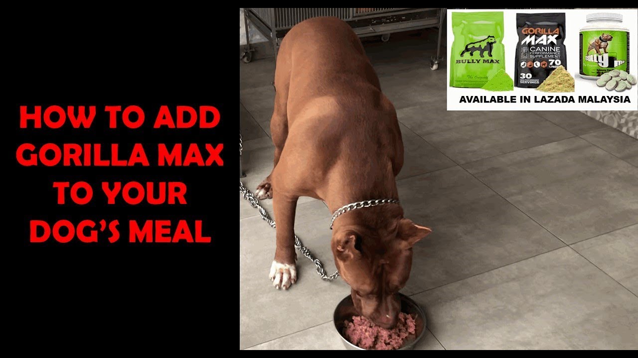 How To Add Gorilla Max To Your Dog's Meal