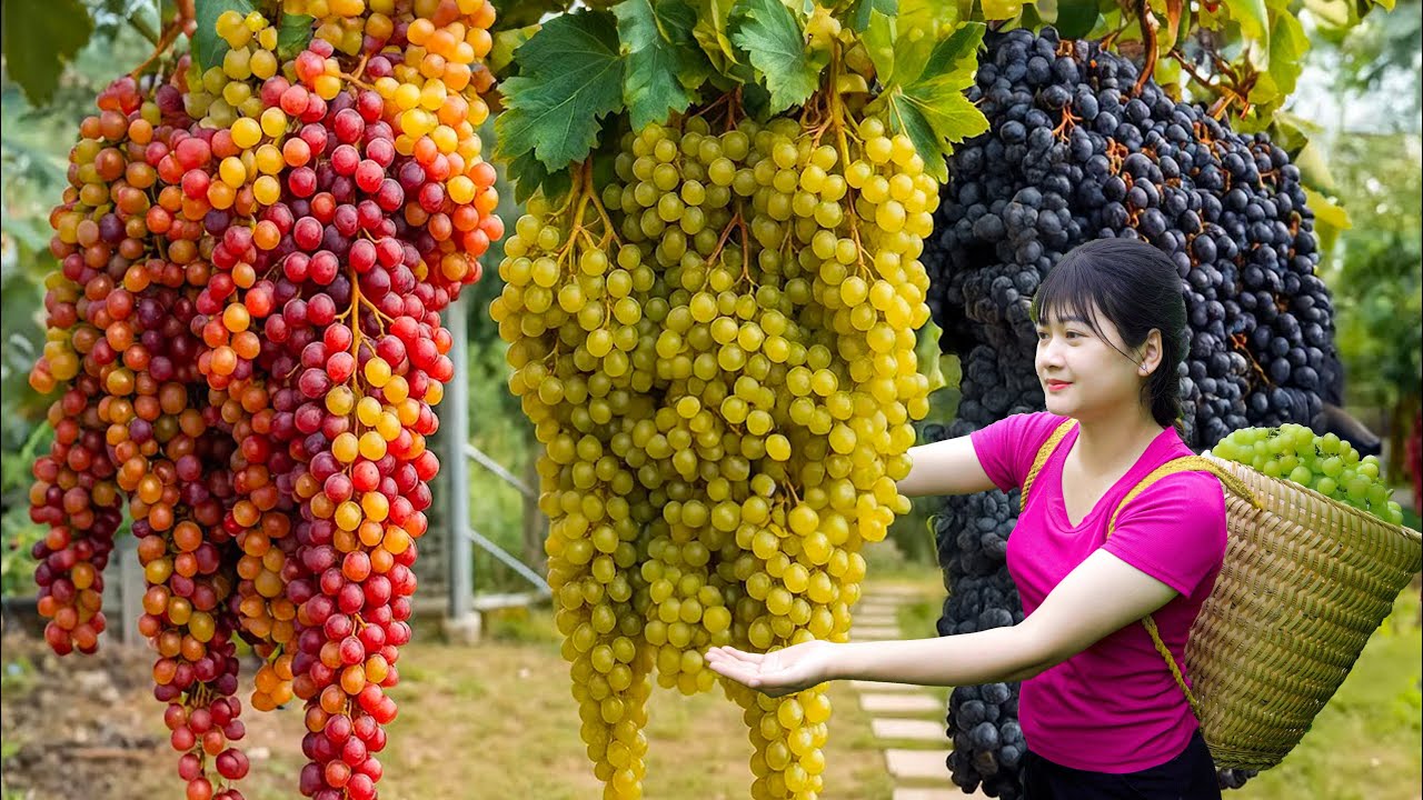 Ly Trieu Ca: Harvesting Giant Wild Grapes & Cooking Street Food in the Village Kitchen!