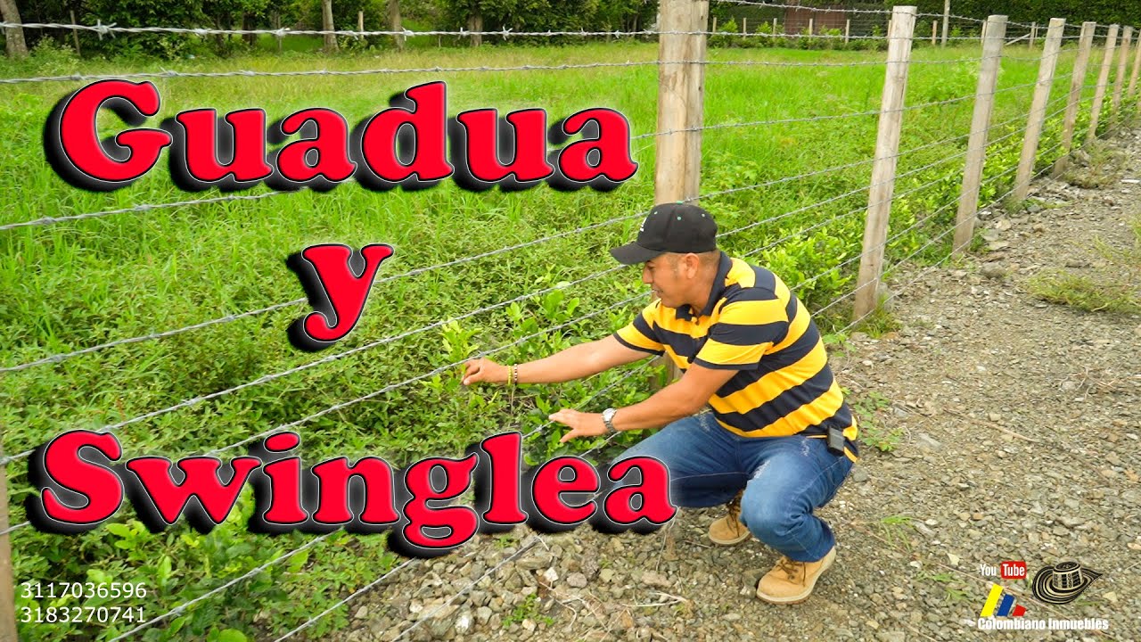 ✅Consejos para cercar y mantener limpio un Lote Campestre.⚒⛏Parte 3📲3117036596 - 3183270741