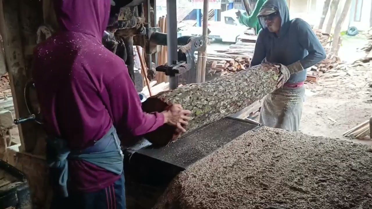 BERLIPAT UNTUNGNYA POTONG PINUS 34