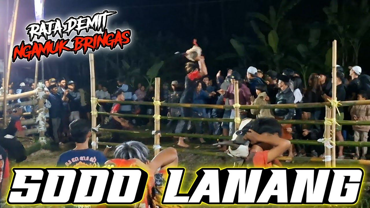 HOROOR...‼️BANTENGAN  SODO LANANG ‼️ KERASUKAN RAJA DEMIT PUNDEN || NGAMUK BRINGAS MERESAHKAN