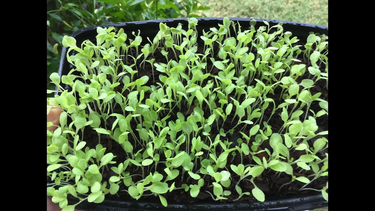 Saving Lettuce Seeds To Grow For Many Seasons