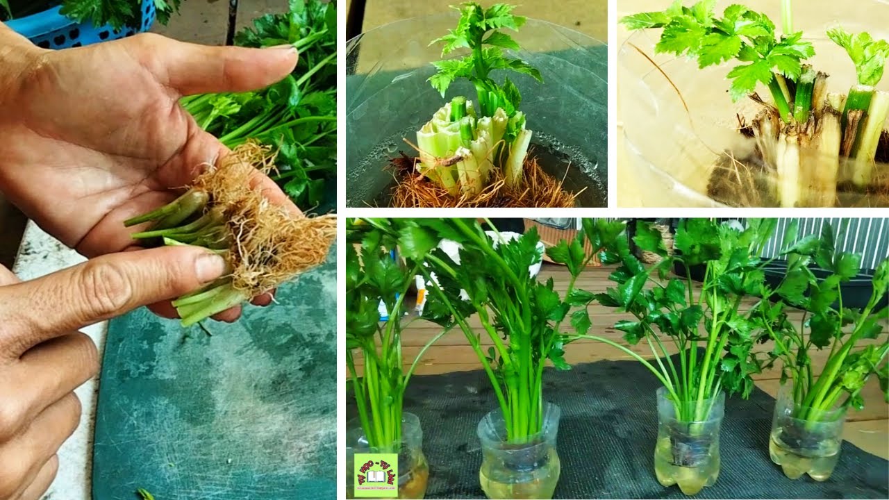 Don't rush to throw it away/Growing hydroponic celery from the root is simple