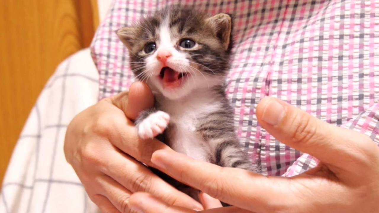 ママの抱っこにうれし鳴きする赤ちゃん子猫？【赤ちゃん猫　保護猫】