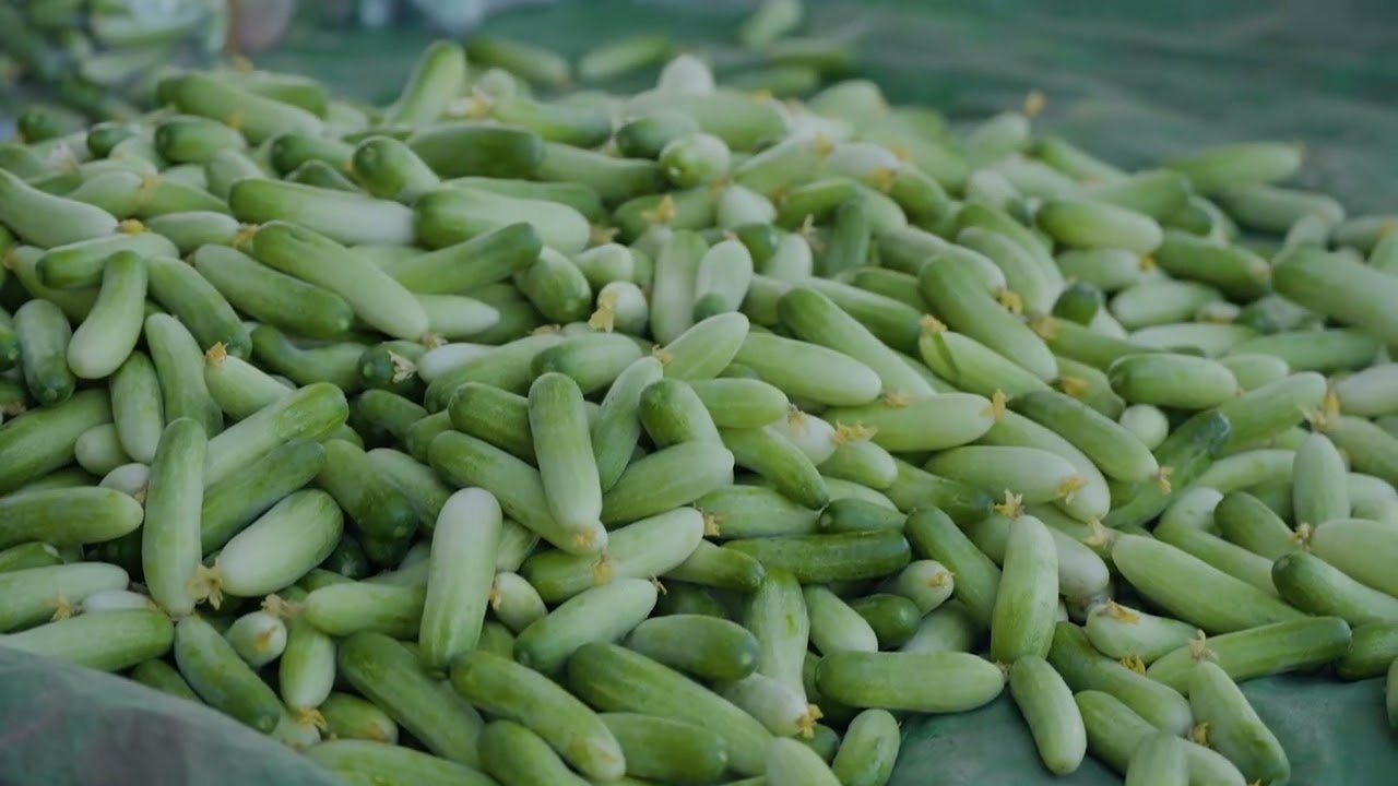 ពីរអ្នកស៊ីឈ្នួលគេ ក្លាយមកជាដាំបន្លែខាតធំ