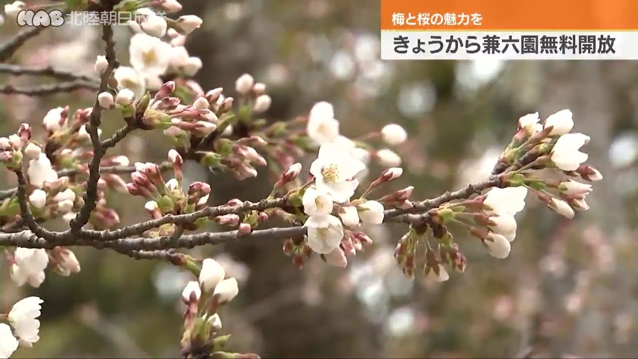 兼六園で春の無料開放始まる