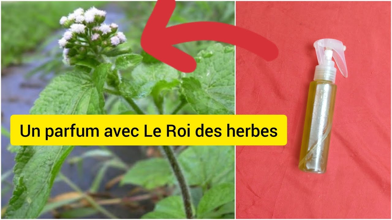 Comment faire un parfum avec le Roi des Herbes pour attirer des Clients ?