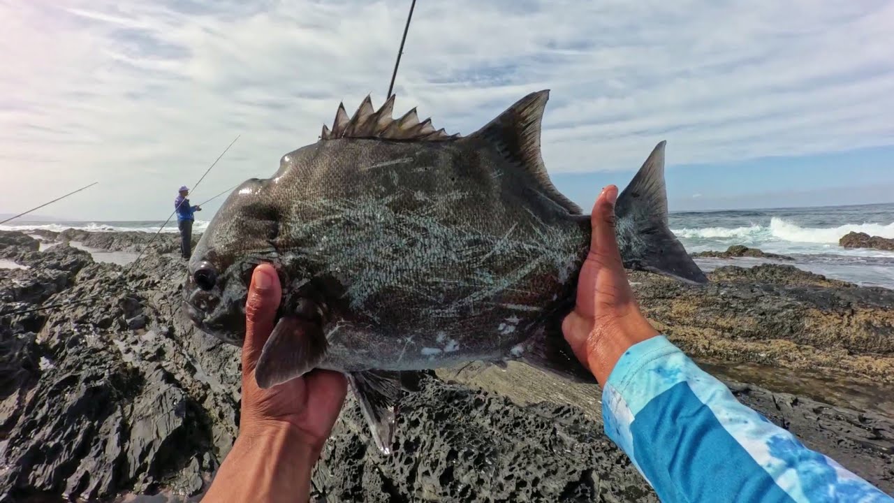 CATCHING A 50cm GALJOEN AT NATURES VALLEY