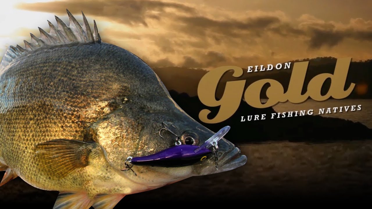 Eildon Gold - Lake Eildon Fishing, Golden Perch on Lures