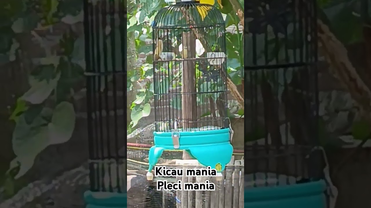 Memancing emosi pleci. #plecidakunpacitan #plecigacor #plecingalasgacor #kicaumaniaindonesia
