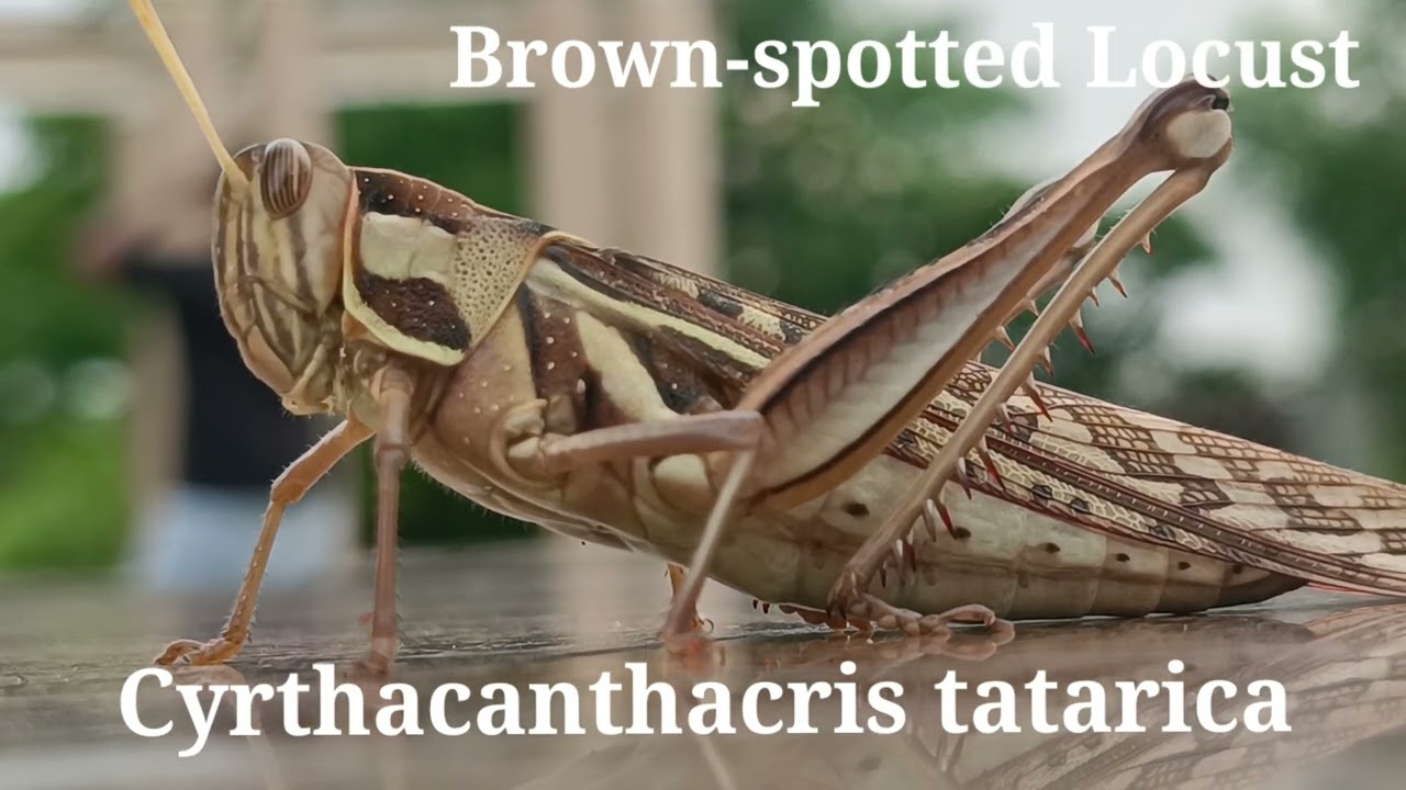#Brown