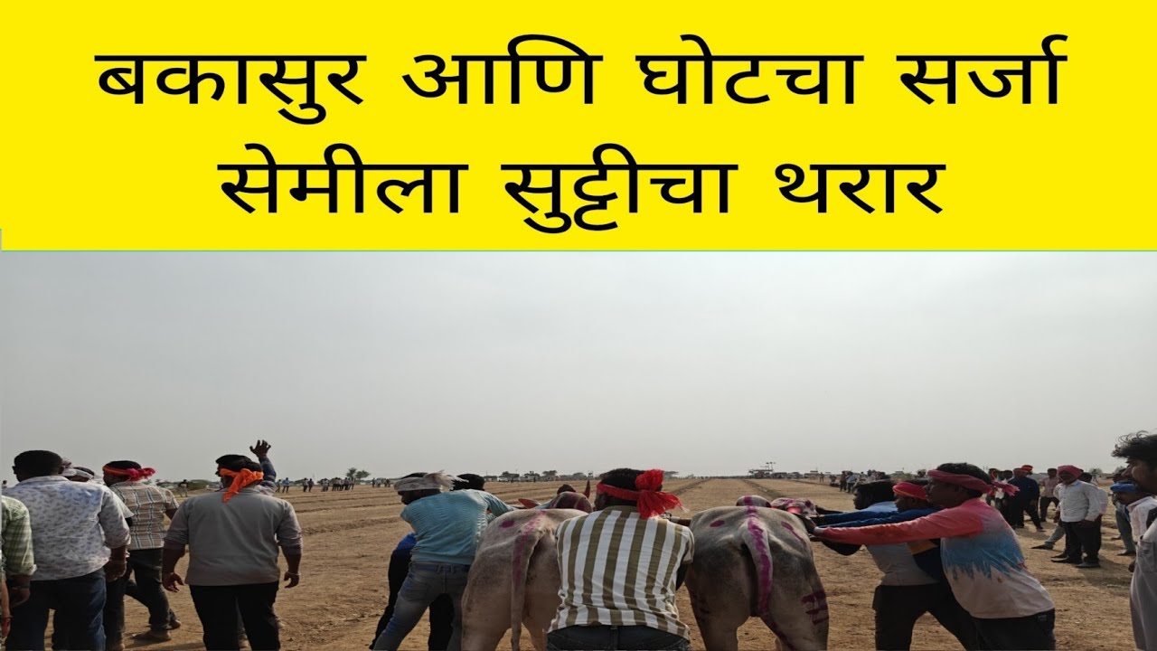 आज निमसोड मैदानात बकासुर आणि घोट सर्जा यांची सेमीला सुट्टी कशी करतात ?