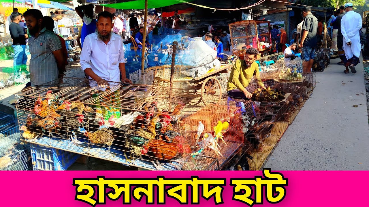 হাসনাবাদ হাট। দেশি হাঁস মুরগির হাট। রাজা হাঁস। চিনা হাঁস। hasnabad hat. duck chicken market in BD.