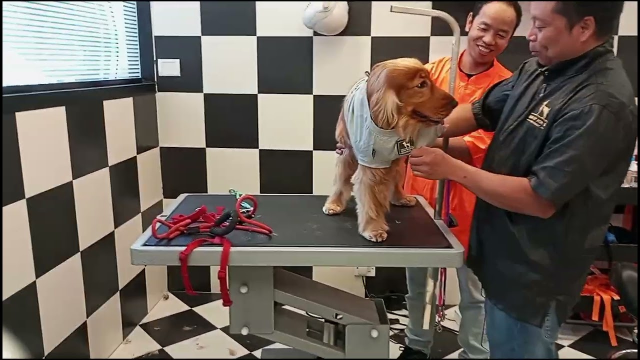 Grooming beautiful Cocker spaniel dog  at HUFT#headsupfortails#happypuppy#dogbathtime#cleaning#dogs