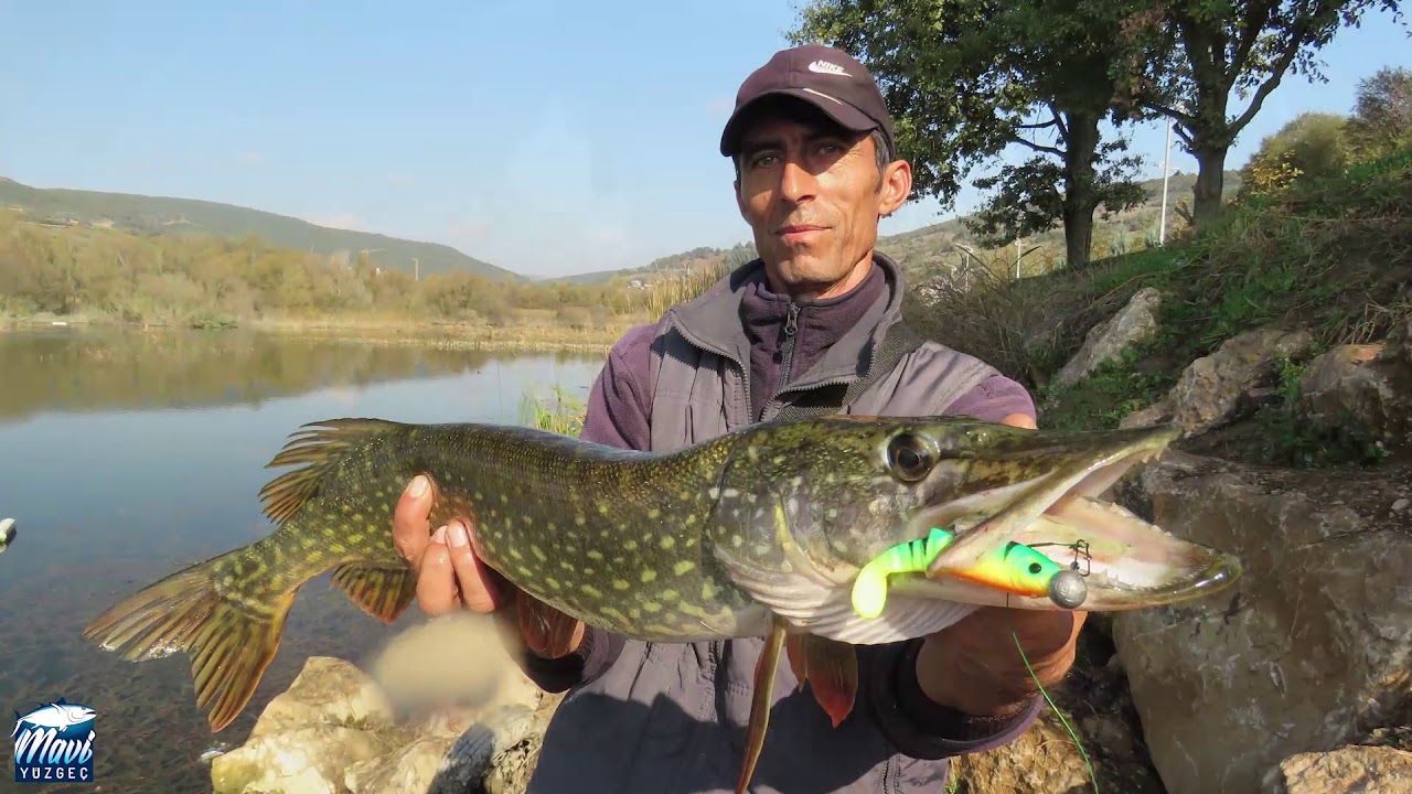 Yakala Bırak Turna ve Perch Avı - Kasım 2017