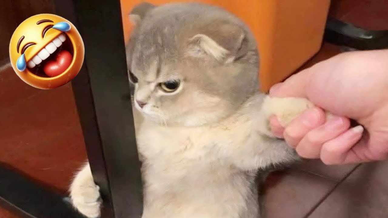 😂 Funniest Cats & Dogs Ever! 😼🐶 | Try Not To Laugh Challenge 2025 | Part 4