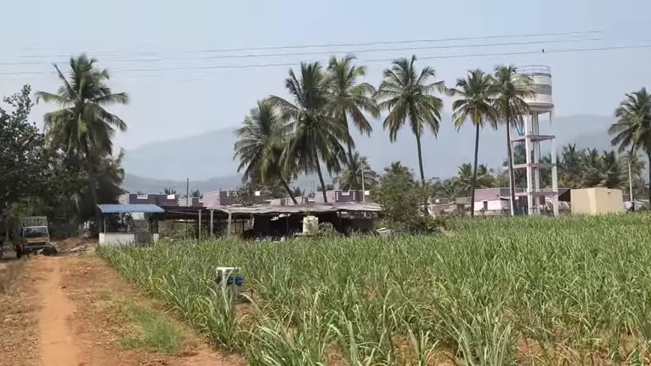 ஈரோடு(மா)கோபி(வ)கள்ளிப்பட்டி அருகில் 3 ஏக்கர் தோட்டம் விற்க 9585376767#agriculture #realeastate 
