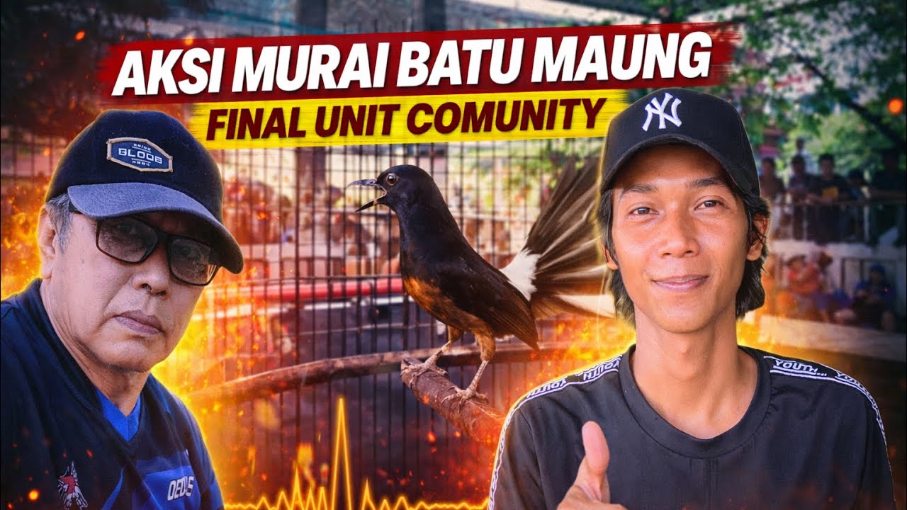 AKSI MURAI BATU MAUNG MILIK DEDE PRAWIRADINATA DI FINAL UNIT COMUNITY🔥
