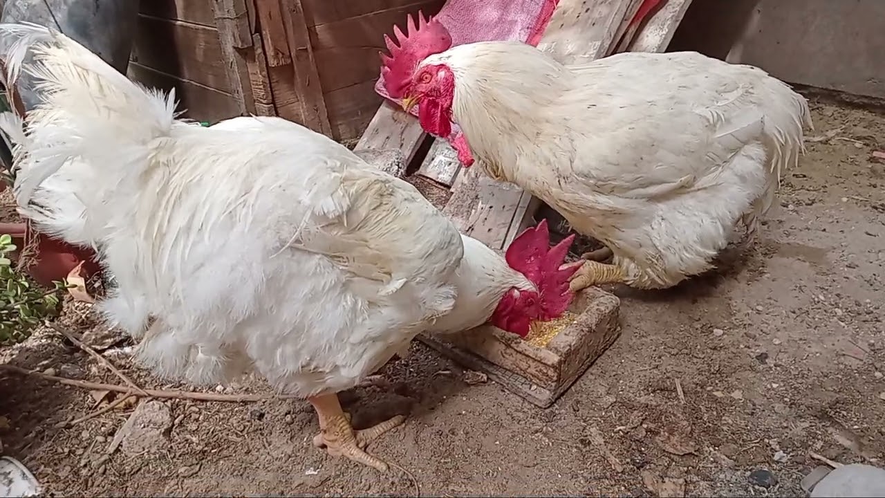 Gallos Doble Pechuga, TITANES
