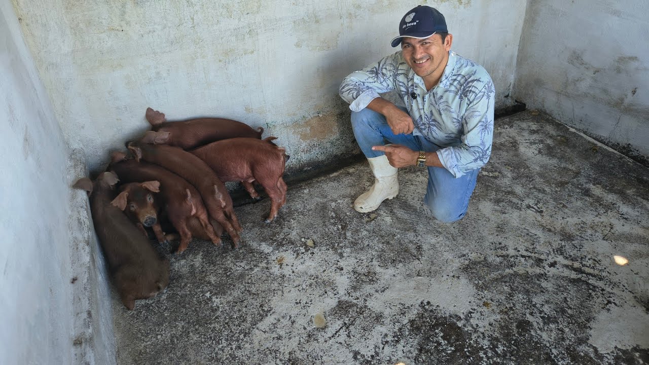 Quais as características do suino DUROC puro #porco
