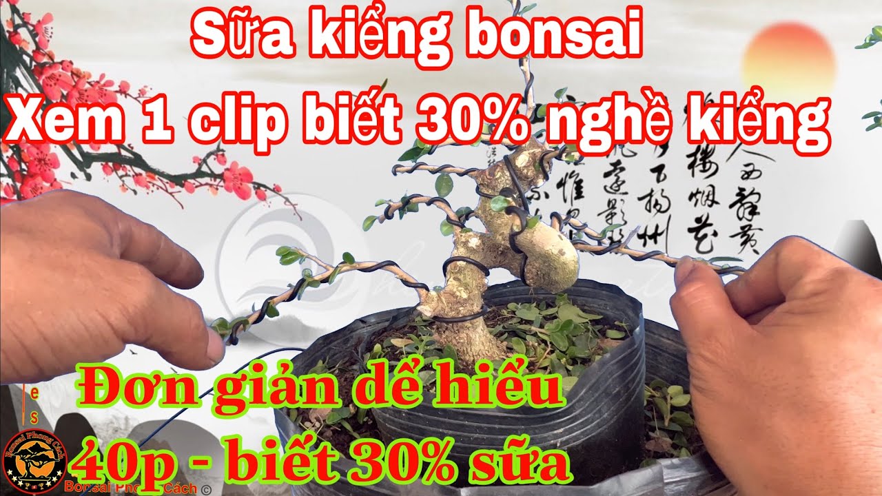 sữa kiểng bonsai p52 - đơn giản chỉ 1 video là có thể làm cây