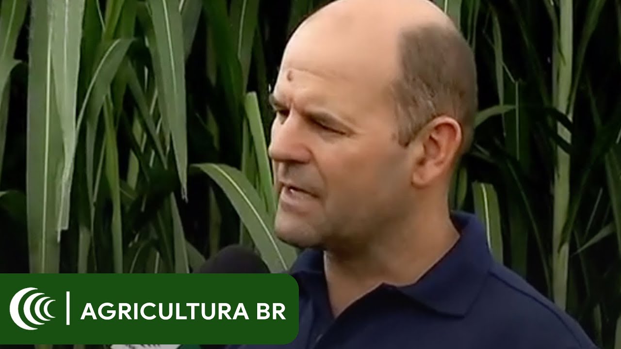 Analista fala sobre a BRF Kurumi