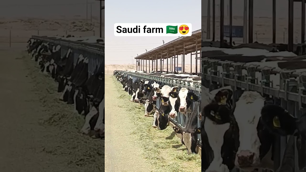 Amazing Cow Farm in Saudi Arabia! 🐄🌍