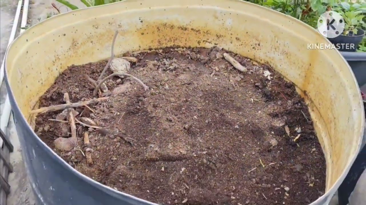 How to make compost easy way #ఇంత ఈజీగా కంపోస్ట్ చేయచ్చు అంటే ఆలస్యం ఎందుకూ?