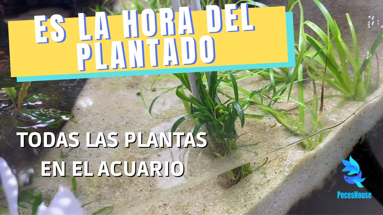 PLANTANDO el acuario NATUR -  PLANTAS FÁCILES