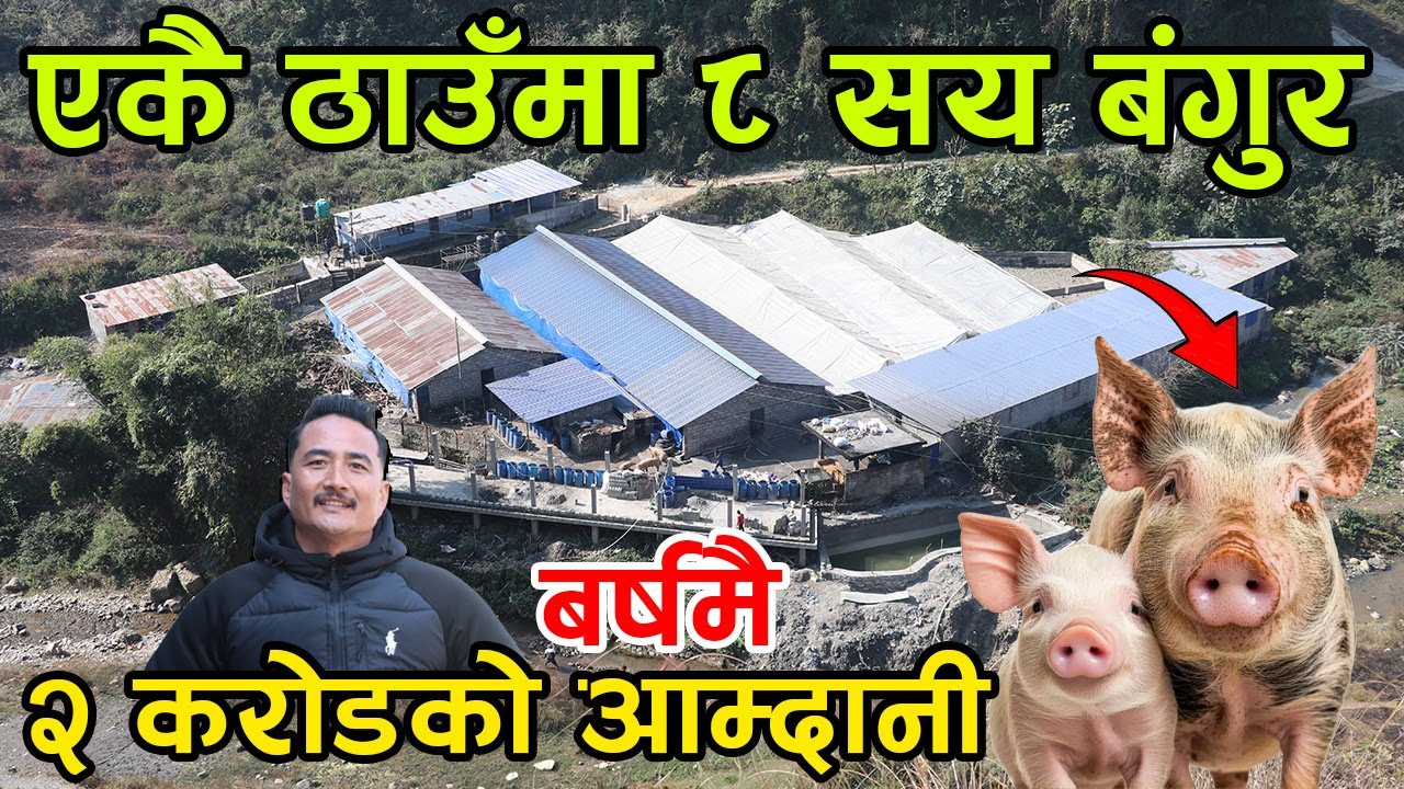 ८ सय बंगुर एकै ठाउँमा यसरी पालिएको छ ! ८ सय बंगुर पाल्दा एक बर्षमा २ करोडको कारोबार ||kiranpaudel