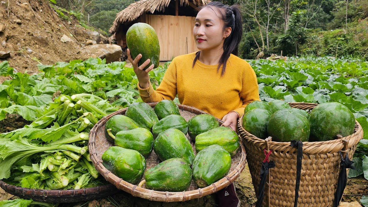 Harvest Papaya, Green Vegetables Goes to market sell - Grow herbs  | Ly Thi Tam