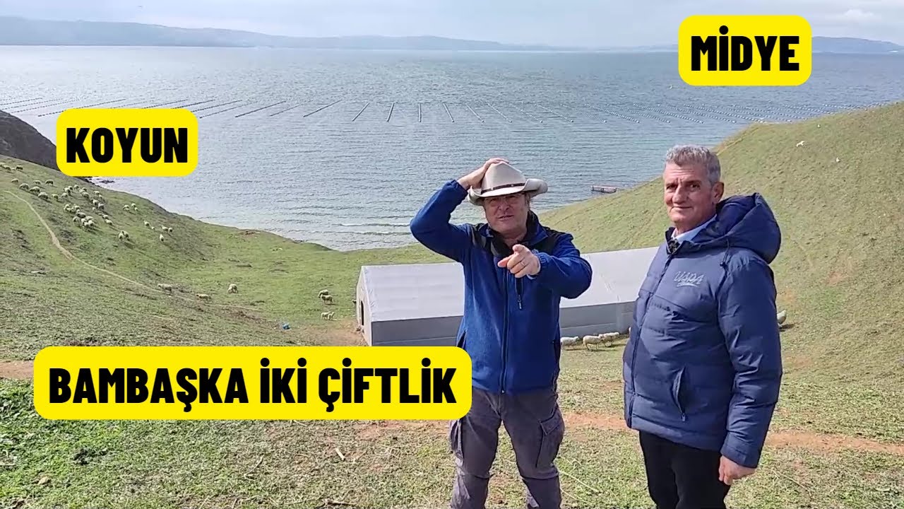 KOYUN VE MİDYE ÇİFTLİĞİ (Bambaşka İki Çiftlik Bir Arada Görebileceğiniz Tek Yer)