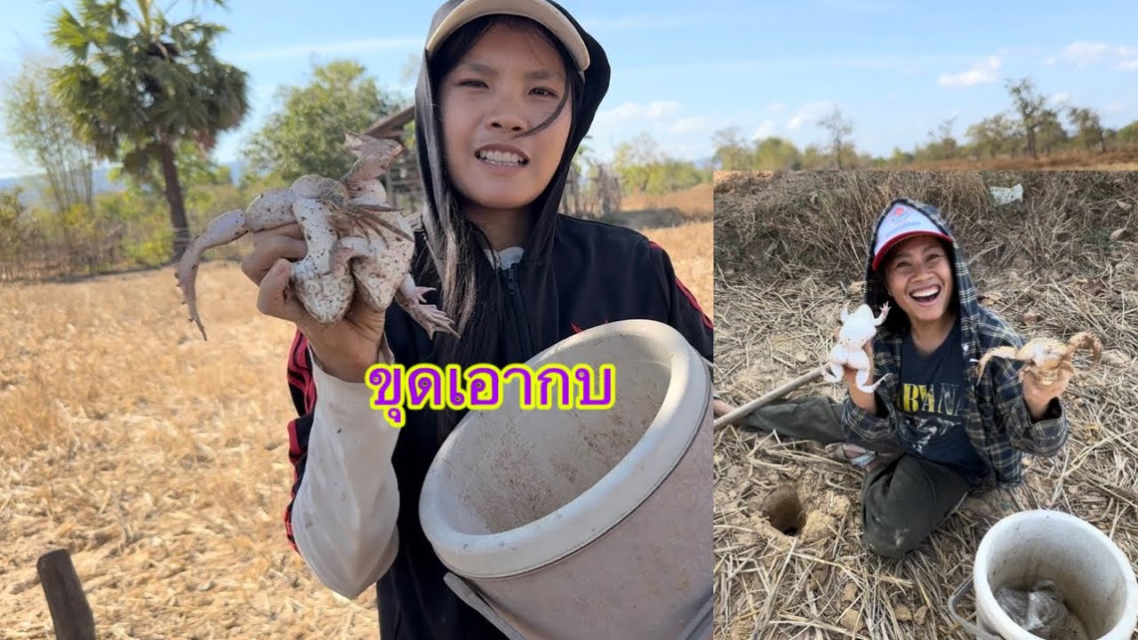 ขุดเอากบ ที่เข้ารูกลางทุ่งนา มื้อนี้หมานกบ มีแต่ตัวใหญ่ๆ / ຂຸດກົບກັບເອື້ອຍຢູ່ນາຫມານອີຫລີ