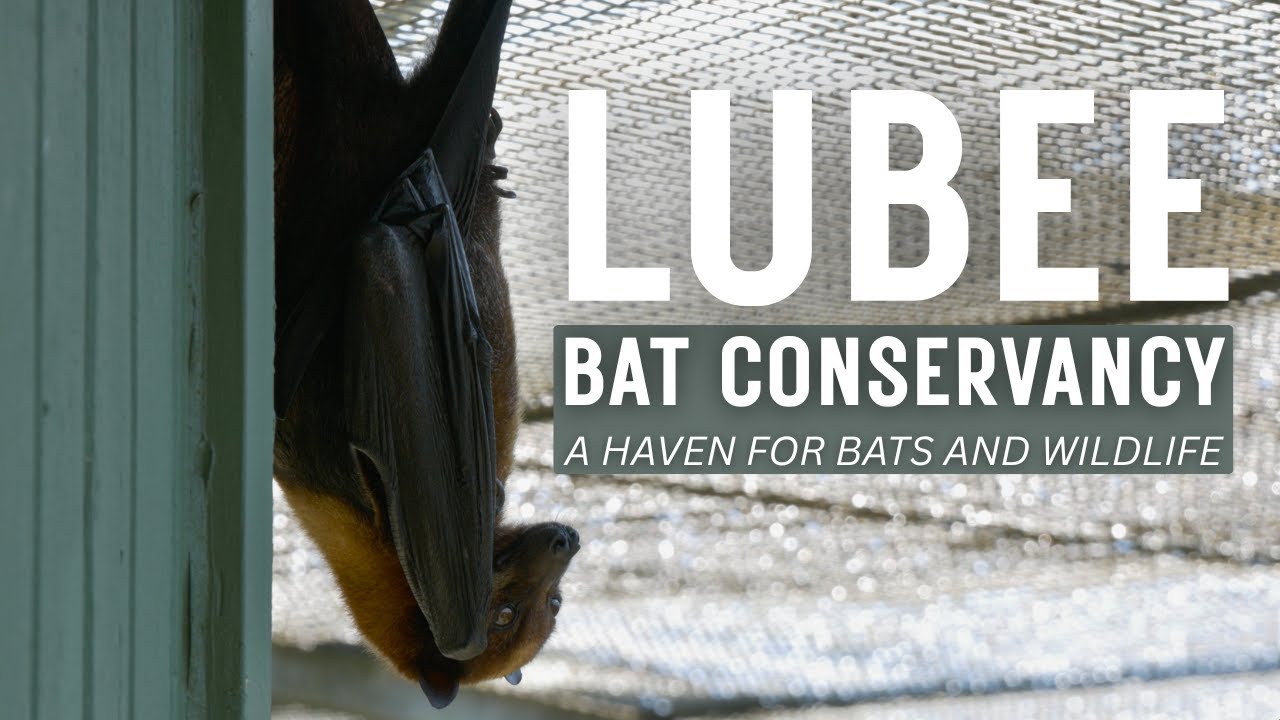 Lubee Bat Conservancy