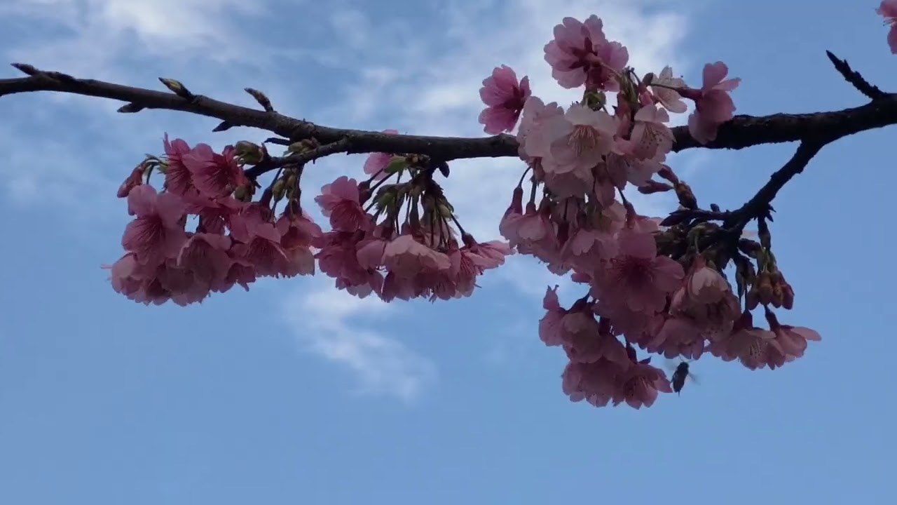 淡水天元宮後山櫻花  2026/0209