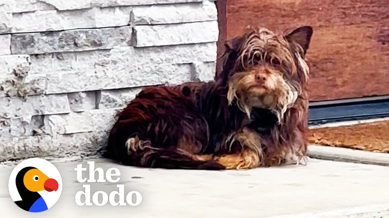Stray Dog Waits Outside People's Doors In The Cold Rain Until... | The Dodo