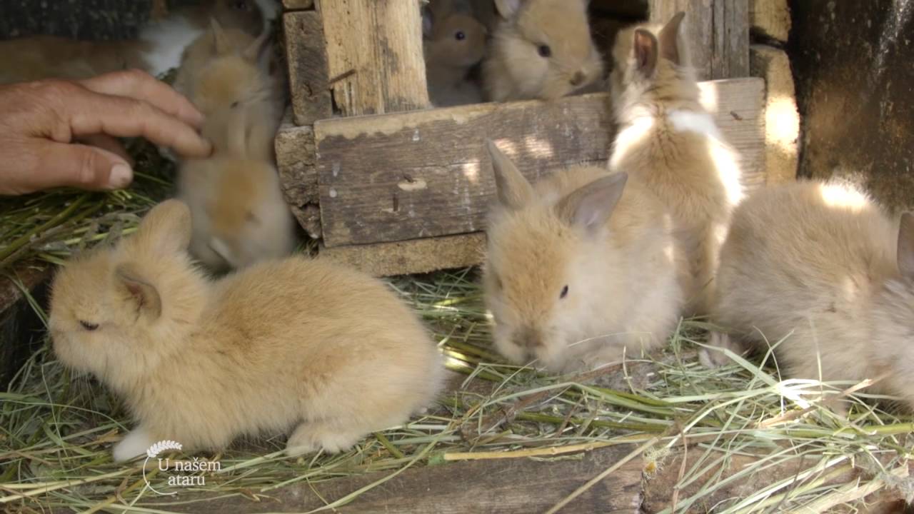 Uzgoj kunica - U nasem ataru 649