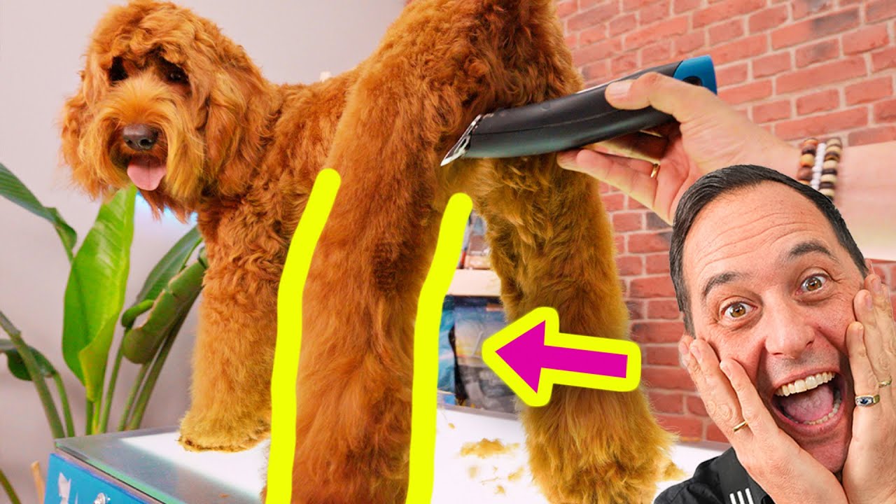 ¡EL ARTE DE LA MÁQUINA!🔥 PATAS PERFECTAS en tu COBBERDOG